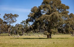 968 Crooked Lane, Bool Lagoon, SA 5271