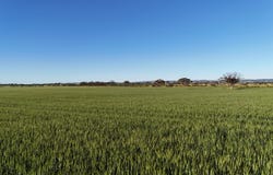 'Blyth Block' Sectio Wandel Road, Blyth, SA 5462