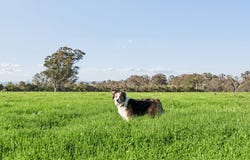"Yellowbox", 606 Longrail Gully Road, Murrumbateman, NSW 2582