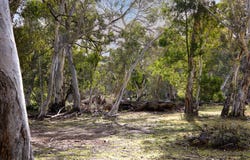 215 Golden Age Road, Grosses Plain, NSW 2627