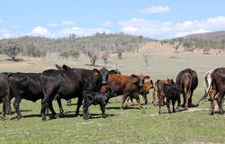 5687 Bruxner Way, Tenterfield, NSW 2372