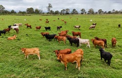 Holding 3, 288 Round Mountain Road, Laravale, Qld 4285