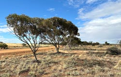 McGregor Road, Mukinbudin, WA 6479