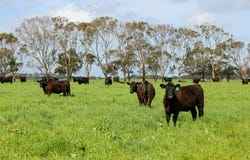 'Glen Rises' 320 Glengleeson West Road, Macarthur, Vic 3286