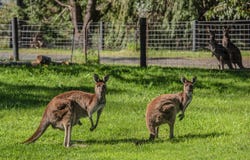 26 Hebrides Close, Quindalup, WA 6281