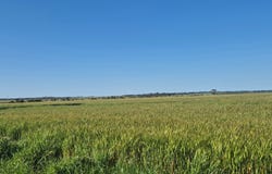 Ratio Downs, Degrussa Road, Gibson, WA 6448