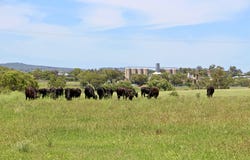 142 Toms Dr, Inverell, NSW 2360