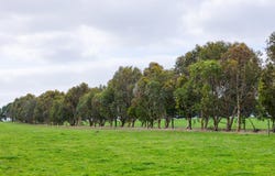 'Glen Rises' 320 Glengleeson West Road, Macarthur, Vic 3286