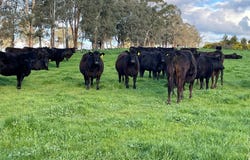 126 Lewis Road, Tatong, Vic 3673