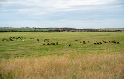 602 McCabe Road, Wanbi, SA 5310