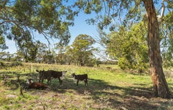 269 Spring Hill Road, Spring Hill, NSW 2800