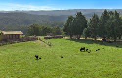 155 Beards Track, Shady Creek, Vic 3821