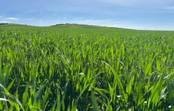 Lot 92 Pollies Plain Road, Miltalie, SA 5602