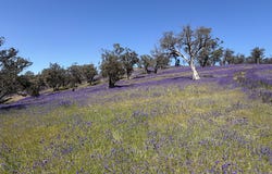 Lot 96 Horrocks Highway, Wilmington, SA 5485