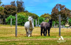 41 Walford Road, Kalgan, WA 6330