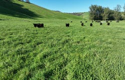 95 Jingellic Road, Jingellic, NSW 2642