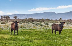 Outback Highway, Parachilna, SA 5730