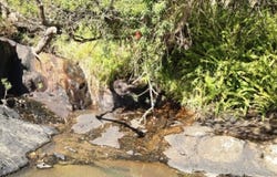 Witheren, Qld 4275