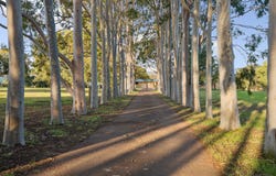 39 Kings Row, Baskerville, WA 6056