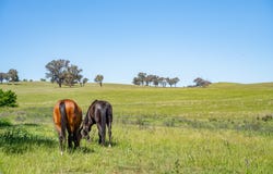 2321 George Russell Drive, Canowindra, NSW 2804