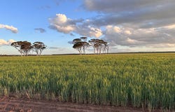 Dragon Rocks Road, Newdegate, WA 6355