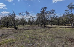 1359 Saddleback Road, Forbes, NSW 2871