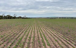 164 Cockaleechie Road, Cockaleechie, SA 5631