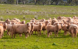 9091 Mitchell Highway, Wellington, NSW 2820