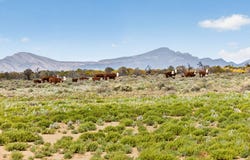 Outback Highway, Parachilna, SA 5730
