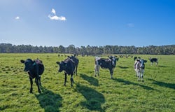 300 Coopers Road, Rocky Cape, Tas 7321