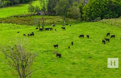 218 Stage Coach Road, Batar Creek, NSW 2439
