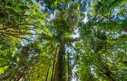 Lot 2, 2046 Mount Glorious Road, Mount Glorious, Qld 4520