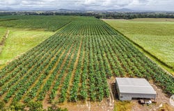 63783 Bruce Highway, Mourilyan, Qld 4858