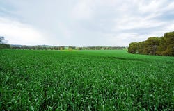 1329 Berthong Road, Young, NSW 2594