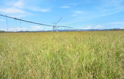 " Aintree ", Marmor, Qld 4702