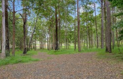 7 Bestglen Place, Thrumster, NSW 2444