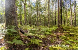 155 Putta Road, Upper Lansdowne, NSW 2430