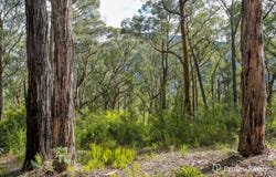22 Yarra Valley Crescent, East Warburton, Vic 3799