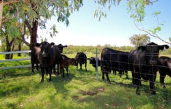 142 Toms Dr, Inverell, NSW 2360