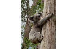 Owens Trail, Gloucester, NSW 2422