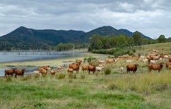 Lot 52 Lake Moogerah Road, Moogerah, Qld 4309