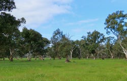 Lot 9 Mount Burr Road, Monbulla, SA 5277