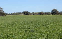 3692 Riddoch Highway, Willalooka, SA 5267
