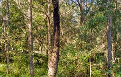 6 Dolphin Place, Valla Beach, NSW 2448
