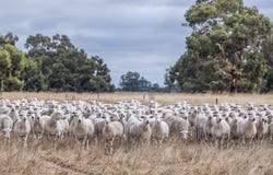 3258 Riddoch Highway, Willalooka, SA 5267