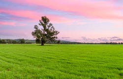 453 Old Narrandera Road, Gobbagombalin, NSW 2650