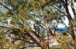 23/3 Ocean Street North, Bondi, NSW 2026