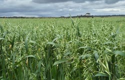 Ratio Downs, Degrussa Road, Gibson, WA 6448