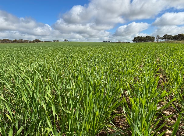 Lot 29 Eyre Highway Road, Poochera, SA 5655