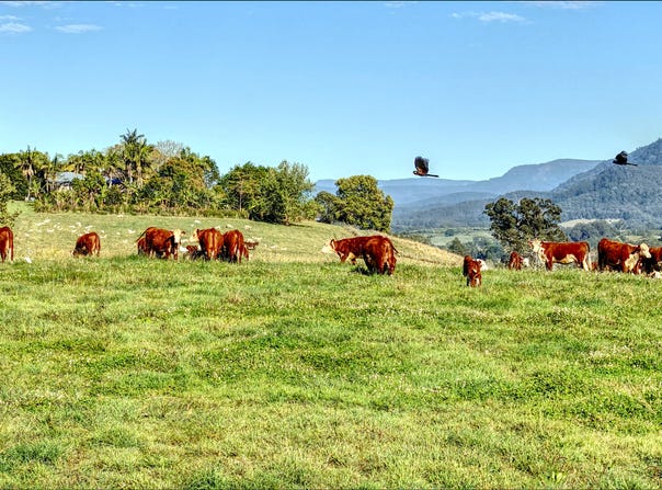 Bellingen, NSW 2454